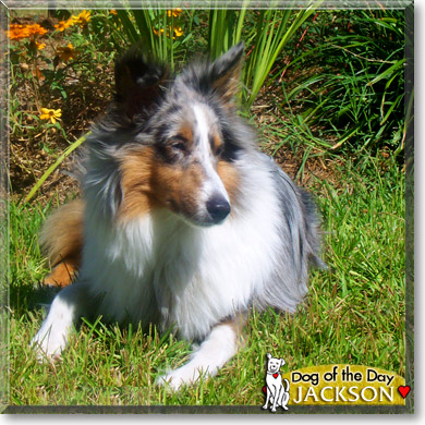 Jackson, the Dog of the Day