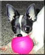 Rosie