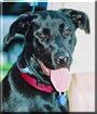 Baby Girl Dog