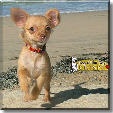 Chispi, the Dog of the Day