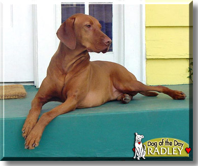 Radley, the Dog of the Day