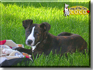 Coco, the Dog of the Day