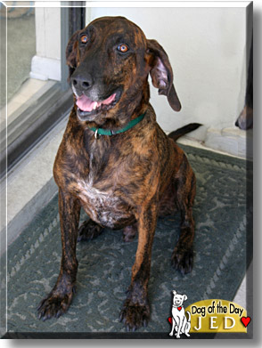 Jed, the Dog of the Day