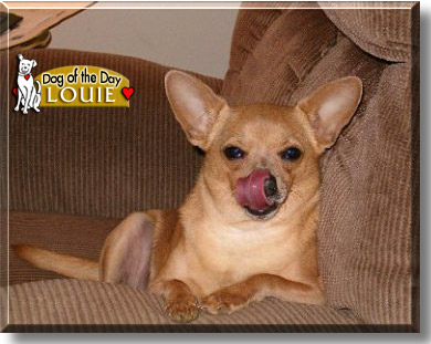 Louie, the Dog of the Day