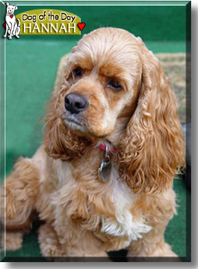 Hannah, the Dog of the Day