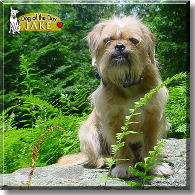 Jake, the Dog of the Day