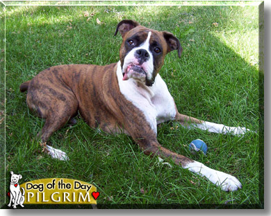 Pilgrim, the Dog of the Day