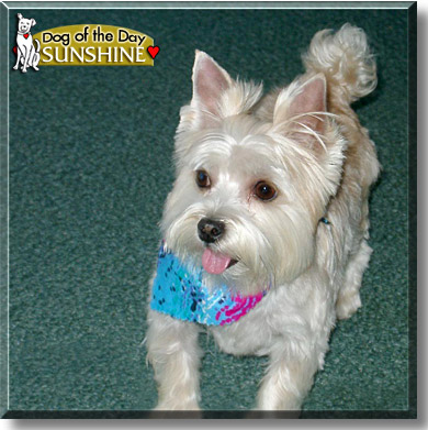 Sunshine, the Dog of the Day