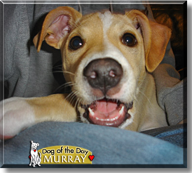 Murray, the Dog of the Day