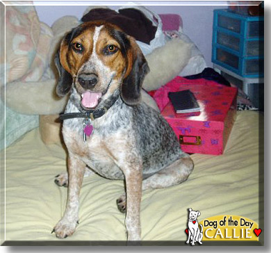 Callie, the Dog of the Day
