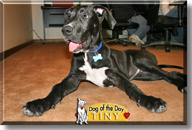 Tiny, the Dog of the Day