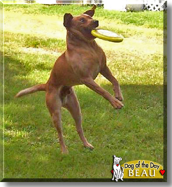 Beau, the Dog of the Day