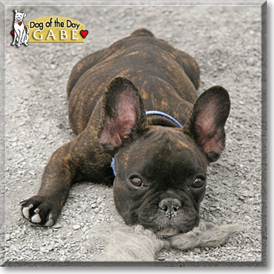 Gabe, the Dog of the Day
