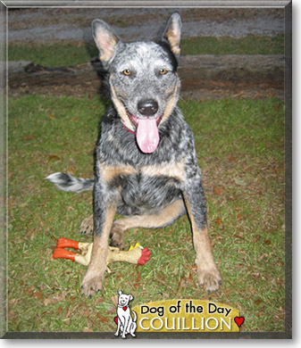Couillion, the Dog of the Day