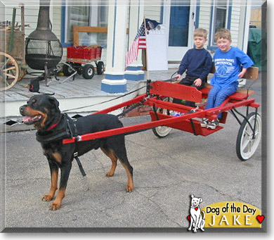 Jake, the Dog of the Day