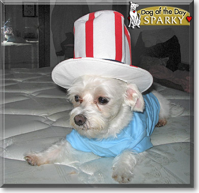Sparky, the Dog of the Day