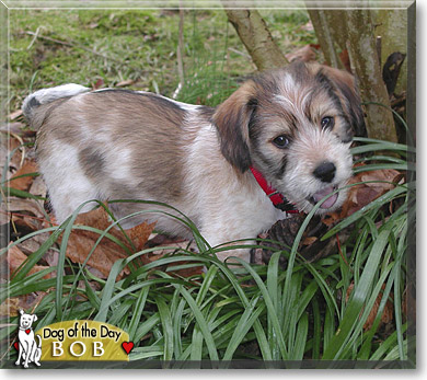 Bob, the Dog of the Day