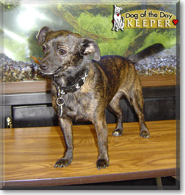 Keeper, the Dog of the Day