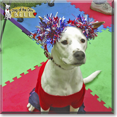 Bell, the Dog of the Day