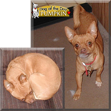 Pumpkin, the Dog of the Day