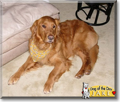 Jake, the Dog of the Day