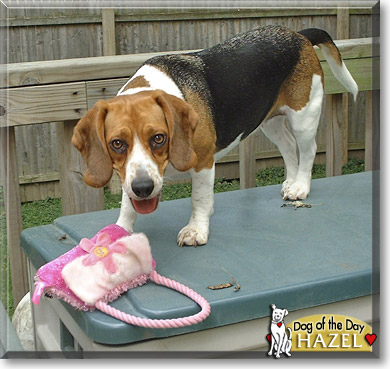 Hazel, the Dog of the Day