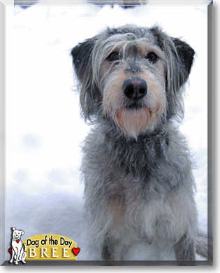 Bree, the Dog of the Day