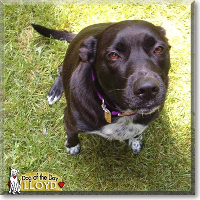 Lloyd, the Dog of the Day