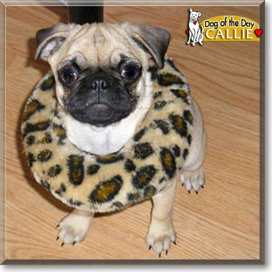Callie, the Dog of the Day