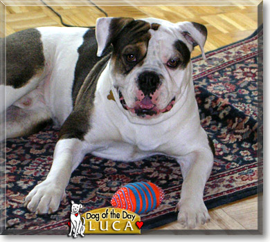 Luca Brazzi, the Dog of the Day