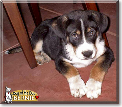 Bernie, the Dog of the Day