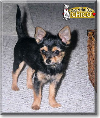 Chico, the Dog of the Day