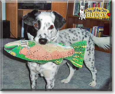 Buddy, the Dog of the Day