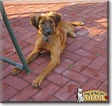 Shane, the Dog of the Day
