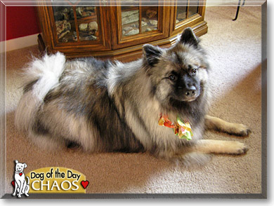 Chaos, the Dog of the Day