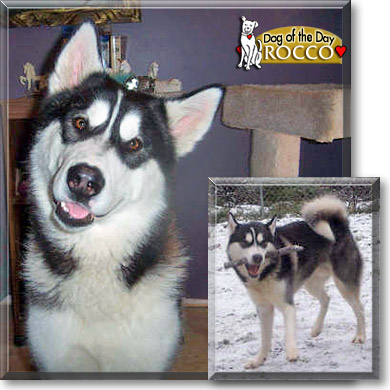 Rocco, the Dog of the Day