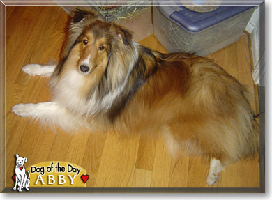 Abby, the Dog of the Day