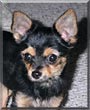Chico