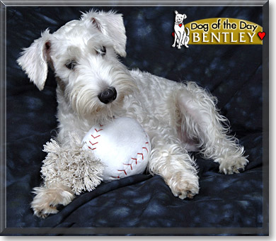 Bentley, the Dog of the Day