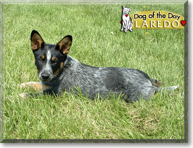 Laredo, the Dog of the Day