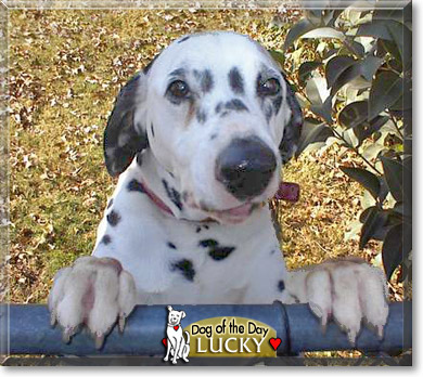 Lucky, the Dog of the Day