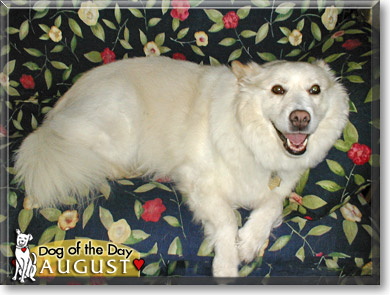 August, the Dog of the Day