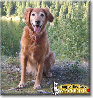 Mackenzie, the Dog of the Day