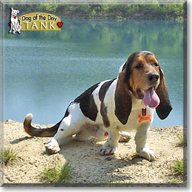 Tank, the Dog of the Day
