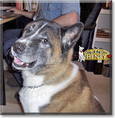 Henry, the Dog of the Day
