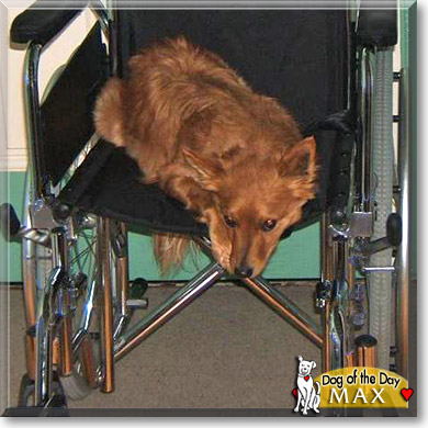 Max, the Dog of the Day