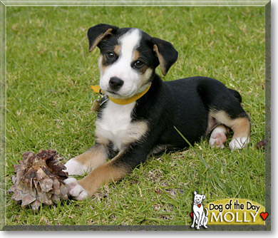 Molly, the Dog of the Day