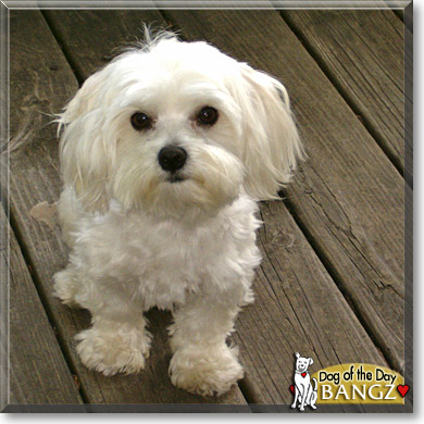 Bangz, the Dog of the Day