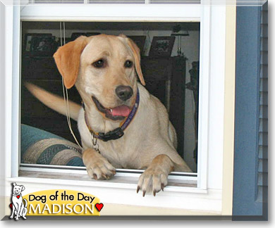 Madison, the Dog of the Day