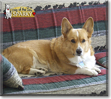 Sparky, the Dog of the Day